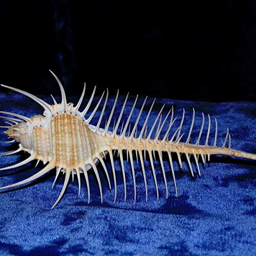RanDal 10-12Cm Natural Murex Pecten Shell Conch Coral Sea Snail Fish Tank Ornament Home Decorations RanDal 10-12Cm Natural Murex Pecten Shell Conch Coral Sea Snail Fish Tank Ornament Home Decorations von RanDal