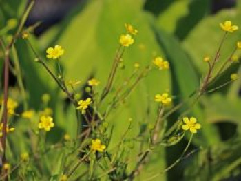 Brennender Hahnenfuß, Ranunculus flammula, Topfware von Ranunculus flammula