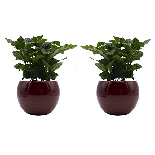 Kaffee-Pflanzen-Duo mit handgefertigtem Keramik-Blumentopf "Cresto Rot" - 2 Pflanzen und 2 Dekotöpfe von Dominik Blumen und Pflanzen