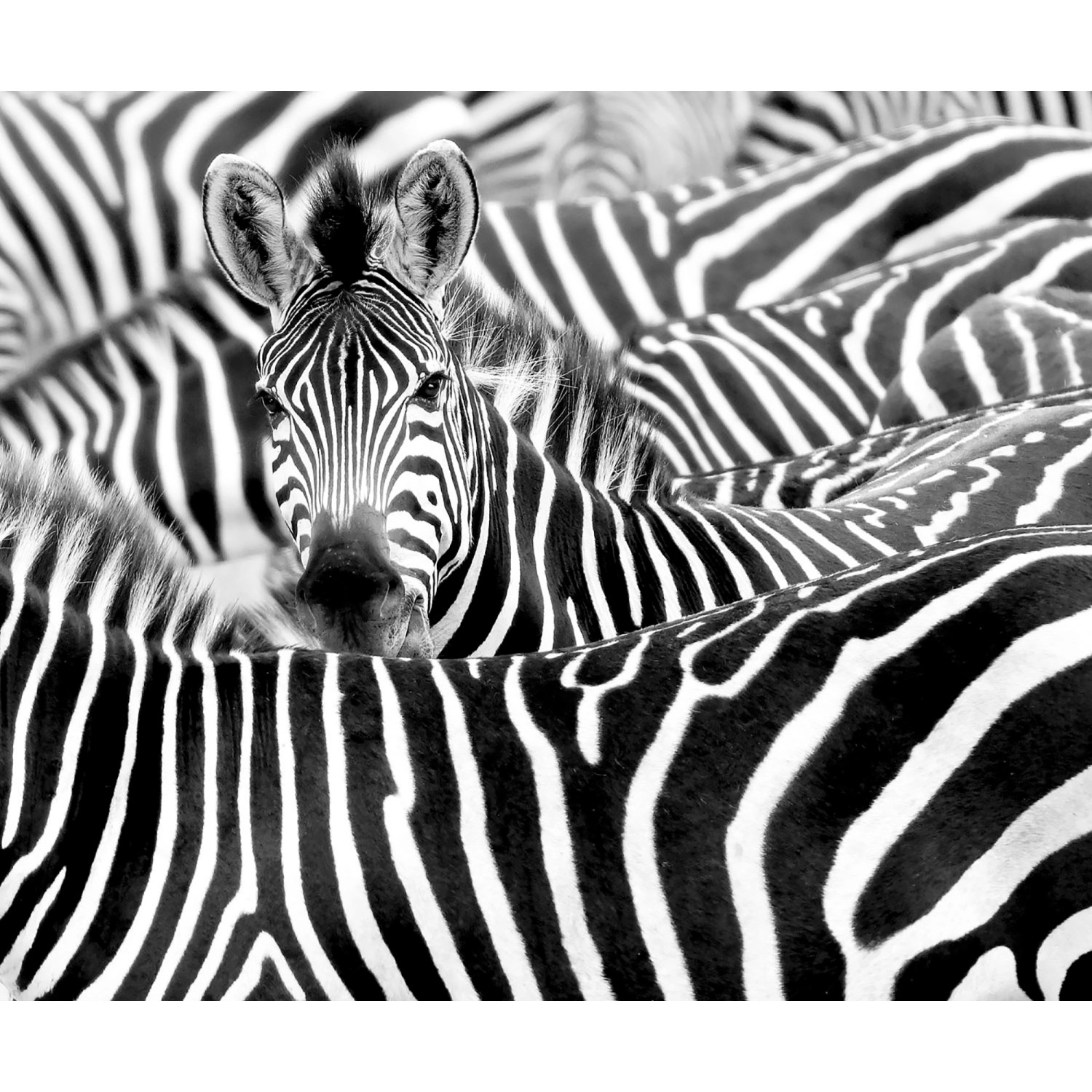 Rasch Digitaldruck African Queen III Zebra Schwarz-Weiß 2,65 x 3,18 m von Rasch