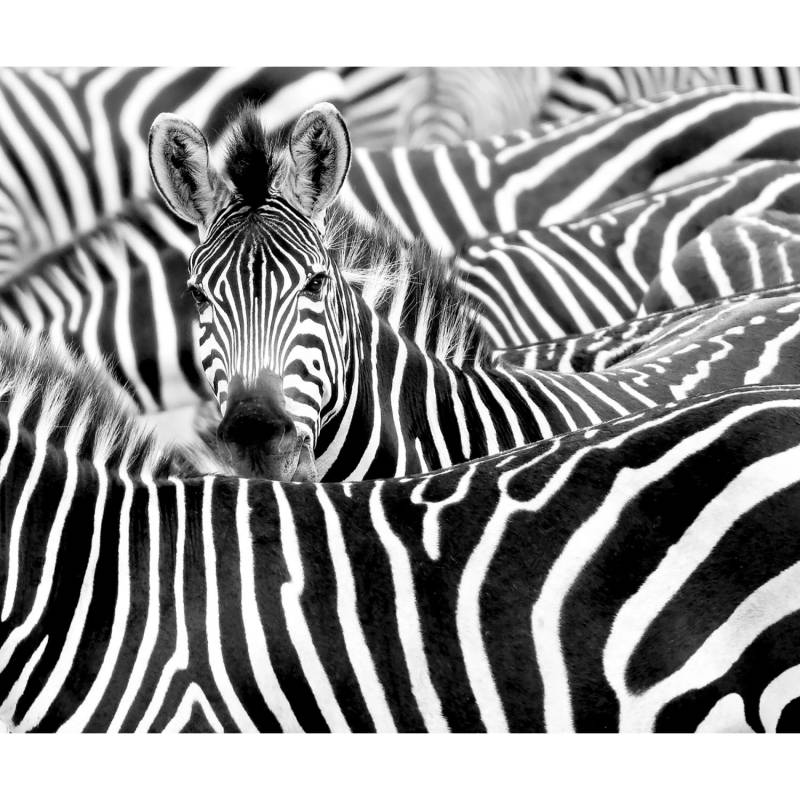 Rasch Digitaldruck African Queen III Zebra Schwarz-Weiß 2,65 x 3,18 m von Rasch