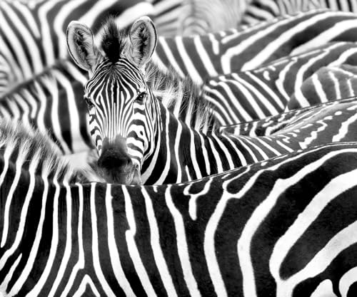 Rasch Tapete 363616 - Fototapete auf Vlies mit Zebra Herde in Schwarz-Weiß - Kollektion African Queen III von Rasch