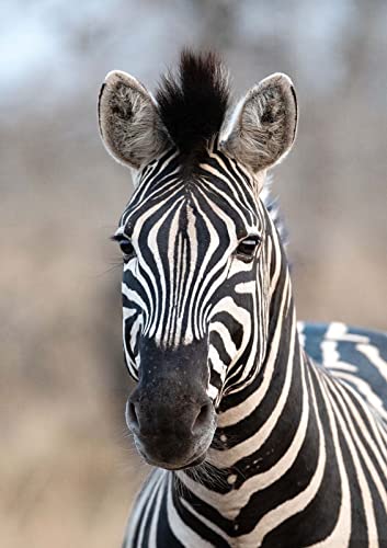 Rasch Tapete 363623 - Fototapete auf Vlies mit Zebra in Schwarz-Weiß - Kollektion: African Queen III von Rasch