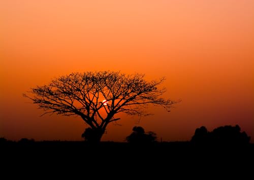 Rasch Tapete 363647 - Fototapete auf Vlies mit afrikanischem Motiv, Sonnenuntergang Baum Savanne Afrika Orange Schwarz von Rasch