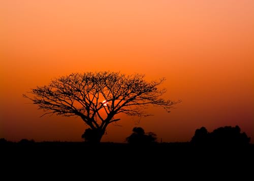 Rasch Tapete 363654 - Fototapete auf Vlies mit afrikanischem Motiv, Sonnenuntergang Baum Savanne Afrika Orange Schwarz von Rasch