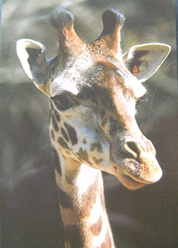 Flexi Magnet Giraffe, 10 x 7 cm Kühlschrankmagnete Tiere Giraffen von Ravensden