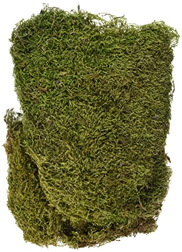 Rayher Plattenmoos, getrocknet, Btl. 100 g, Moos getrocknet, Deko-Moos, 8508300 Rayher Plattenmoos, getrocknet, Btl. 100 g, Moos getrocknet, Deko-Moos, 8508300 von Rayher