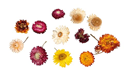 Rayher Strohblumen, bunt sortiert, Beutel 10 g, Blütenköpfe getrocknet, getrocknete Blumen, Trockenblumen, Tischdekoration, 85487000 von Rayher