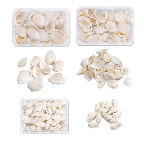 3 Kartons Muscheln zum basteln,deko Muscheln,Muscheln für armbänder Natürliche Jakobsmuscheln Muschel Weiße für DIY Kunsthandwerk, Vase Füllstoffe,Hochzeit Dekoration,Etwa 90 Artikel von Rbleote
