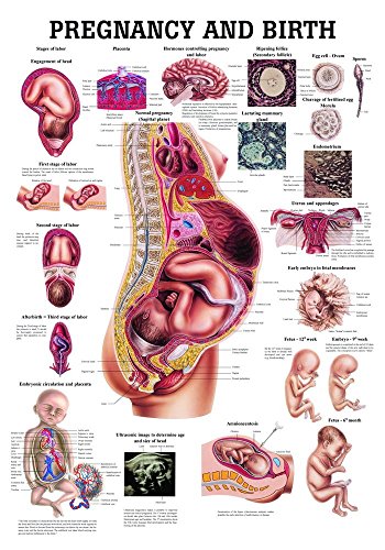 Ruediger Anatomie CH18LAM Pregnancy and Birth Tafel, englisch, 70 cm x 100 cm, laminiert von Rdiger- Anatomie GmbH