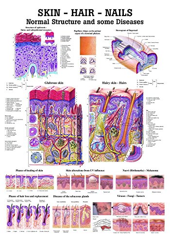 Ruediger Anatomie CH21LAM Skin - Hair - Nails Tafel, englisch, 70 cm x 100 cm, laminiert von Rdiger- Anatomie GmbH