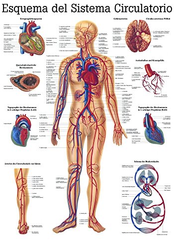 Ruediger Anatomie ES06 Esquema del Sistema Circulatorio Tafel, spanisch, 70 cm x 100 cm, Papier von Rdiger- Anatomie GmbH