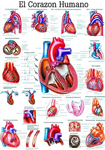 Ruediger Anatomie ES12 El Corazon Humano Tafel, spanisch, 70 cm x 100 cm, Papier von Rdiger- Anatomie GmbH