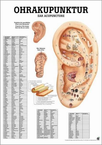 Ruediger Anatomie MIPO25 Ohrakupunktur Tafel, 24 cm x 34 cm, Papier von Rdiger- Anatomie GmbH