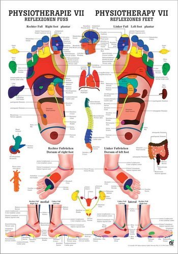 Ruediger Anatomie MIPOPHYSVIILAM Reflexzonen Fuß Tafel, 24 cm x 34 cm, laminiert von Rdiger- Anatomie GmbH