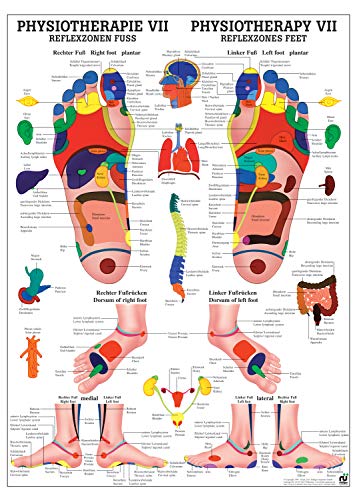 Ruediger Anatomie PHYS VII Reflexzonen Fuß Tafel, 50 cm x 70 cm, Papier von Rdiger- Anatomie GmbH