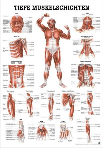 Ruediger Anatomie PO36dLAM Tiefe Muskelschichten, Frontansicht Tafel, 50 cm x 70 cm, laminiert von Rdiger- Anatomie GmbH