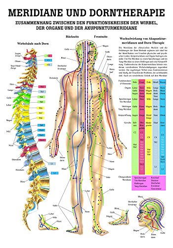 Ruediger Anatomie PO44 Meridiane und Dorntherapie Tafel, 50 cm x 70 cm von Rdiger- Anatomie GmbH