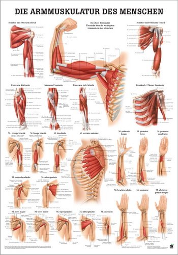 Ruediger Anatomie PO54dLAM Armmuskulatur des Menschen Tafel, 50 cm x 70 cm, laminiert von Rdiger- Anatomie GmbH