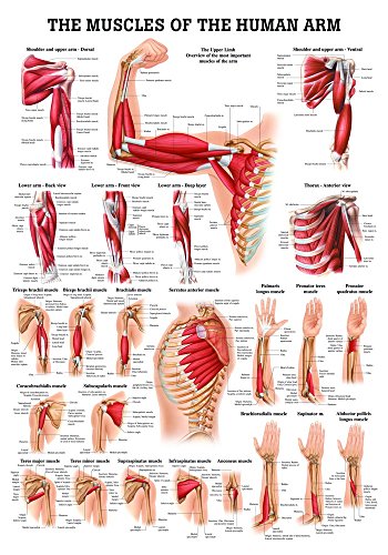 Ruediger Anatomie PO54e Muscles Of The Arm Tafel, englisch, 50 cm x 70 cm, Papier Ruediger Anatomie PO54e Muscles Of The Arm Tafel, englisch, 50 cm x 70 cm, Papier von Rdiger- Anatomie GmbH