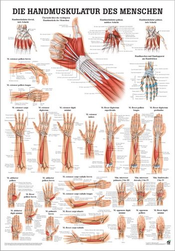 Ruediger Anatomie PO55dLAM Handmuskulatur des Menschen Tafel, 50 cm x 70 cm, laminiert von Rdiger- Anatomie GmbH