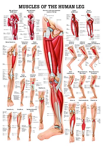 Ruediger Anatomie PO56eLAM Muscles Of The Leg Tafel, englisch, 50 cm x 70 cm, laminiert von Rdiger- Anatomie GmbH