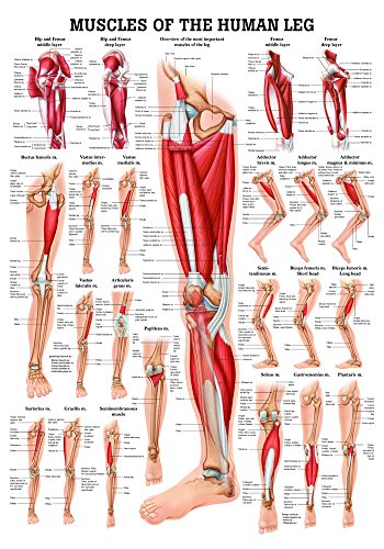 Ruediger Anatomie PO56eLAM Muscles Of The Leg Tafel, englisch, 50 cm x 70 cm, laminiert Ruediger Anatomie PO56eLAM Muscles Of The Leg Tafel, englisch, 50 cm x 70 cm, laminiert von Rdiger- Anatomie GmbH