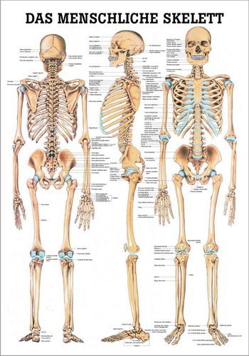 Ruediger Anatomie TA03LAM Das menschliche Skelett Tafel, 70 cm x 100 cm, laminiert von Rdiger- Anatomie GmbH
