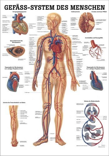 Ruediger Anatomie TA06LAM Gefäßsystem des Menschen Tafel, 70 cm x 100 cm, laminiert von Rdiger- Anatomie GmbH