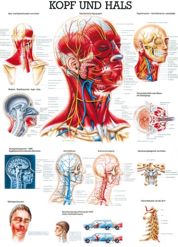 Ruediger Anatomie TA19 Kopf und Hals Tafel, 70 cm x 100 cm, Papier von Rdiger- Anatomie GmbH