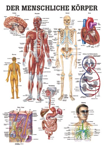 Ruediger Anatomie TA52LAM Der Menschliche Körper Tafel, 70 cm x 100 cm, laminiert von Rdiger- Anatomie GmbH