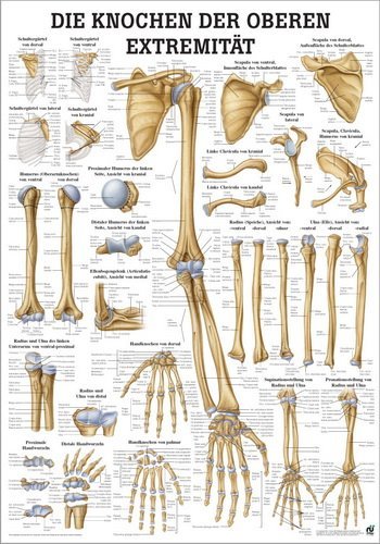 Ruediger Anatomie TA63LAM Die Knochen der oberen Extremität Tafel, 70 cm x 100 cm, laminiert von Rdiger- Anatomie GmbH