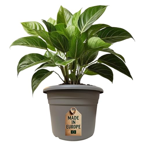 Pflanzkübel Pflanztopf Blumentopf Blumenkübel Kunststoff UV-Beständig Wetterfest Bodenlöcher Made in EU Rund - Taupe 25 x 18 cm von ReWu