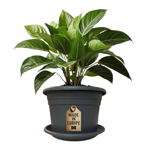 ReWu Pflanzkübel & Untersetzer Set - Pflanztopf Blumentopf mit Untersetzer Pflanzkübel Kunststoff UV-Beständig Wetterfest Bodenlöcher Made in EU - Anthrazit 50 x 35,5 cm ReWu Pflanzkübel & Untersetzer Set - Pflanztopf Blumentopf mit Untersetzer Pflanzkübel Kunststoff UV-Beständig Wetterfest Bodenlöcher Made in EU - Anthrazit 50 x 35,5 cm von ReWu
