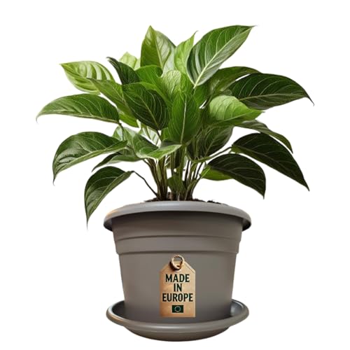 ReWu Pflanzkübel & Untersetzer Set - Pflanztopf Blumentopf mit Untersetzer Pflanzkübel Kunststoff UV-Beständig Wetterfest Bodenlöcher Made in EU - Taupe 40 x 26 cm von ReWu