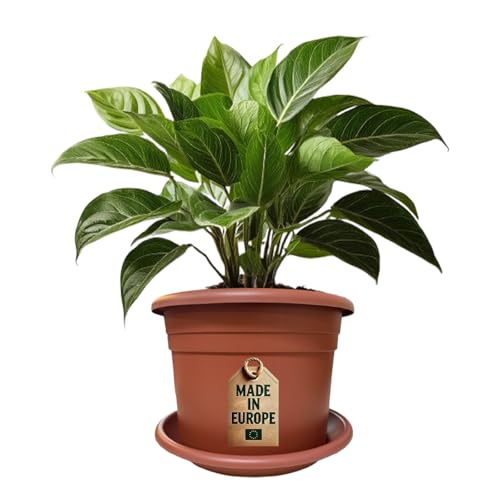 ReWu Pflanzkübel & Untersetzer Set - Pflanztopf Blumentopf mit Untersetzer Pflanzkübel Kunststoff UV-Beständig Wetterfest Bodenlöcher Made in EU - Terrakotta 30 x 21,5 cm von ReWu