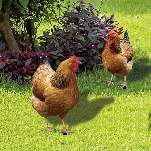ReachMall 2 Stück Huhn Hahn Hof Kunst Gartenstecker lebensechte Dekoration Schild Acryl Hahn-Tier Garten Geflügel Statue Skulptur für Zuhause Terrasse Rasen Outdoor (A+B) von ReachMall