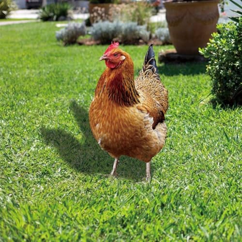ReachMall 2 Stück Huhn Hahn Hof Kunst Gartenstecker lebensechte Dekoration Schild Acryl Hahn-Tier Garten Geflügel Statue Skulptur für Zuhause Terrasse Rasen Outdoor (B) von ReachMall