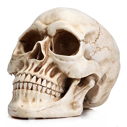 Readaeer Menschliche Totenkopf Model Schädel Modell aus Kunstharz von Readaeer