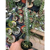 18cm Alluaudia Procera Kleine Gesunde Pflanze in Einem 6, 5cm Topf Madagaskar Ocotillo Geliefert von RealdecalsStore