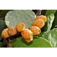 20 Samen - Mediterrane Prickly Pear Kaktus Opuntia Ficus-Indica Free Shipping Wächst Süße Essbare Frucht von RealdecalsStore