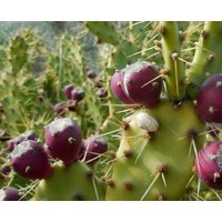20 Samen - Prickly Pear Kaktus Opuntia Dillenii Kostenloser Versand Wächst Süße Essfrucht von RealdecalsStore