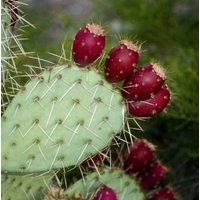 20 Samen - Prickly Pear Kaktus Opuntia Vulgaris Versandkostenfrei Wächst Süße Essfrucht von RealdecalsStore