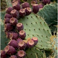 20 Samen - Mittelmeer Kaktus Feigenkaktus Opuntia Vulgaris Züchtet Süße Essbare Früchte von RealdecalsStore