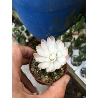 Gymnocalycium Mihanovichii Zwergkinnkaktus Spinnenkaktus Wird Im 6, 5cm Topf Geliefert Seltene Ungewöhnliche Zimmerpflanze Kaktus Pflanzen von RealdecalsStore