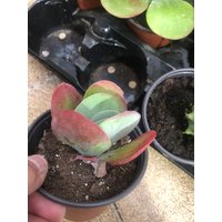 Kalanchoe Thyrsiflora Pflanze, Flapjack Paddle Pflanze Wird in Einem 8, 5cm Topf Geliefert von RealdecalsStore