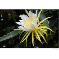 Riesige Weiße Hylocereus Drachenfrucht Kaktus Riesige Blume Pitaya 4-5 Zoll Ausschnitt von RealdecalsStore