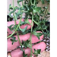 Senecio Peregrinus Schnur Von Delfinen Sukkulente - Zwei Unbewurzelte Schneiden 6 Zoll Senecio Peregrinus Schnur Von Delfinen Sukkulente - Zwei Unbewurzelte Schneiden 6 Zoll von RealdecalsStore