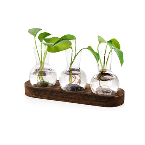 Pflanzen Terrarium Glas Vasen mit Holzständer, Propagation Station Glasvase, Hydrokultur Vase, Für Hydrokultur Pflanzen Vintage Dekovase Mit Holzregal Für Hause Büro Wohnzimmer Küche (3 Glaskugeln) von Recitem