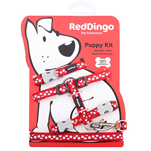 Red Dingo Welpen-Set mit Halsband, Leine und Geschirr, Weiß gepunktet, Einheitsgröße, Schwarz von Red Dingo